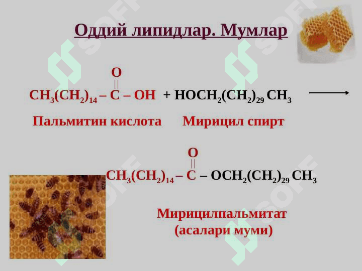 Lipidlar tuzilishi va funksiyalari | Липидлар тузилиши ва функциялари 8