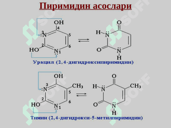 Nuklein kislotalar | Нуклеозидлар ва нуклеотидлар. Нуклеин кислоталар 6