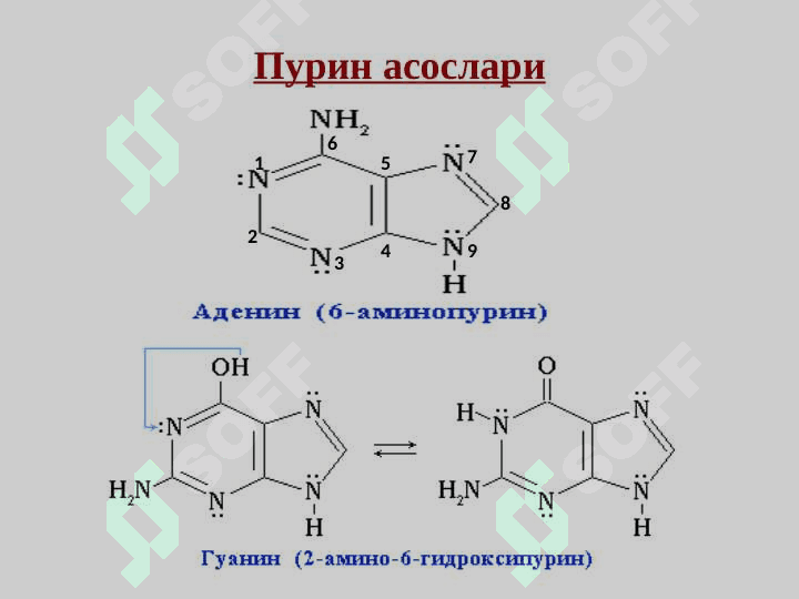 Nuklein kislotalar | Нуклеозидлар ва нуклеотидлар. Нуклеин кислоталар 8