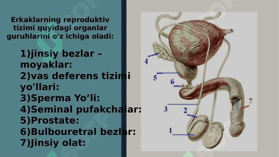 Erkak va Ayollarning tanosil a’zolari Ularni Funksional va Yoshga doir anatomiyasi 5