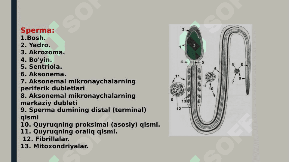 Erkak va Ayollarning tanosil a’zolari Ularni Funksional va Yoshga doir anatomiyasi 7