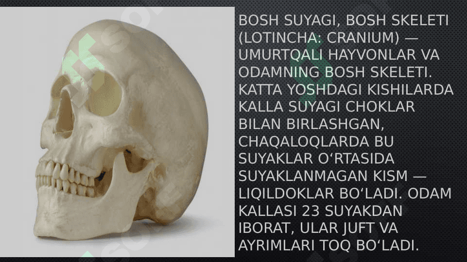 Kalla suyagi yoshga va jinsiy xususiyatlari 3