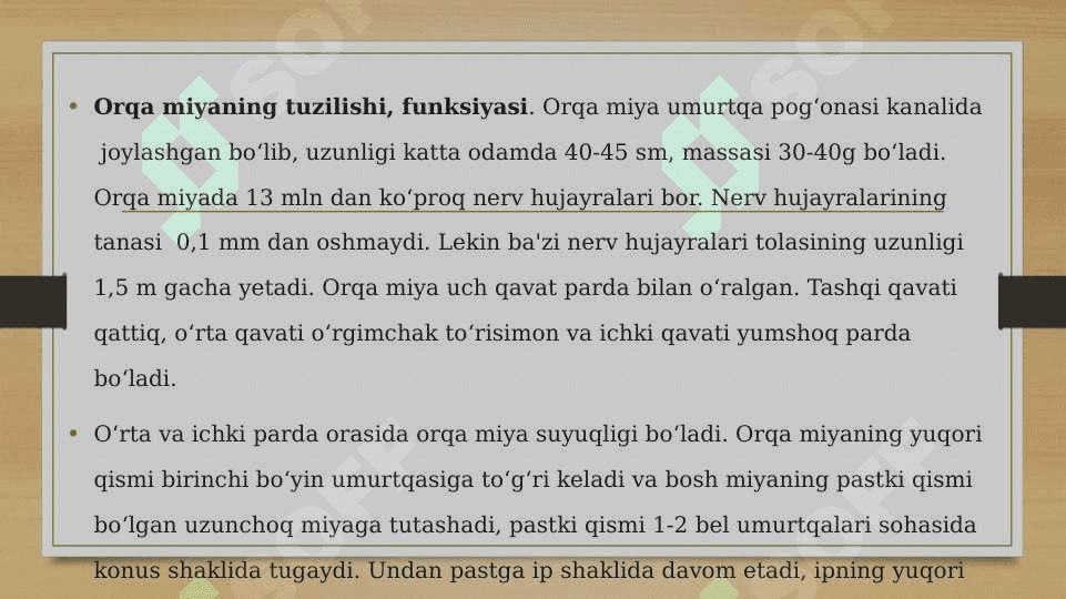 Orqa miyaning tuzilishi 2