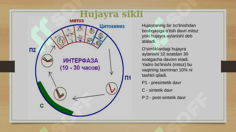 Mitoz va meyoz 6