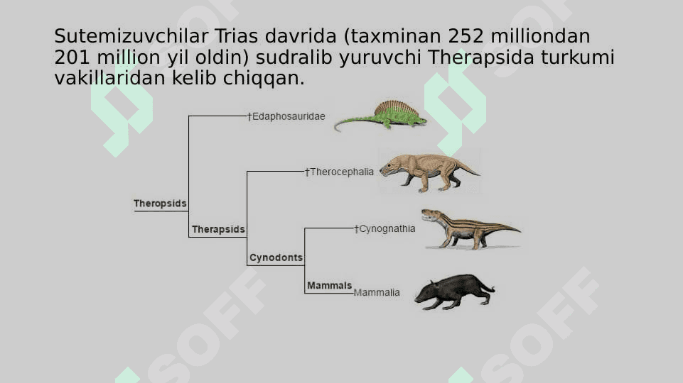 Sutemizuvchilarning kelib chiqishi 2