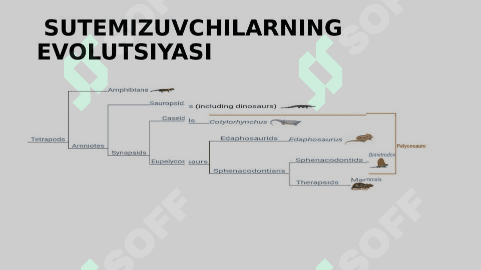 Sutemizuvchilarning kelib chiqishi 4