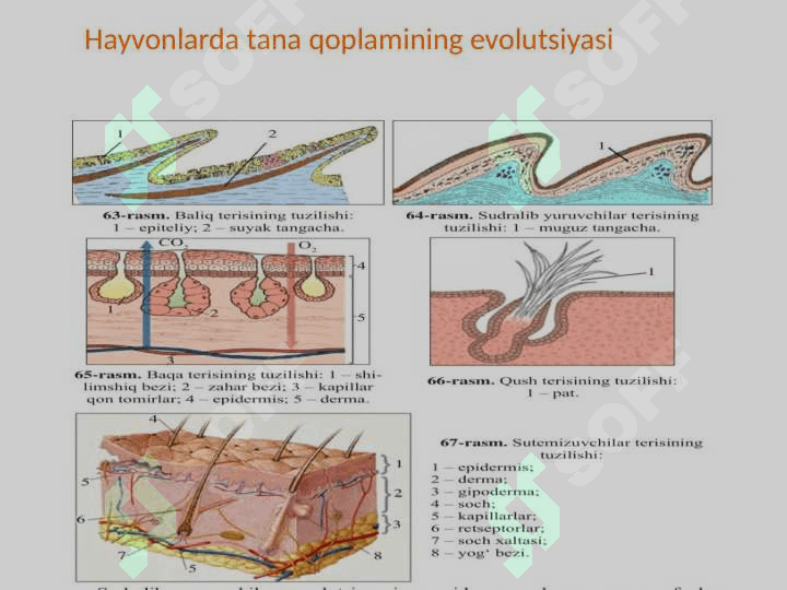 Hayvonlar olamidagi evolutsiya 6