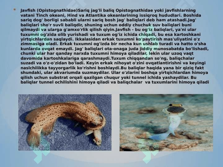 Baliqlarning ko’payishi va nasl haqida g’amxo’rligi 7