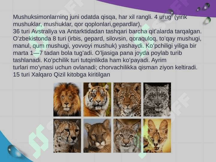 Mushuksimonlar hayot kechirishi va tarqalishi. 4