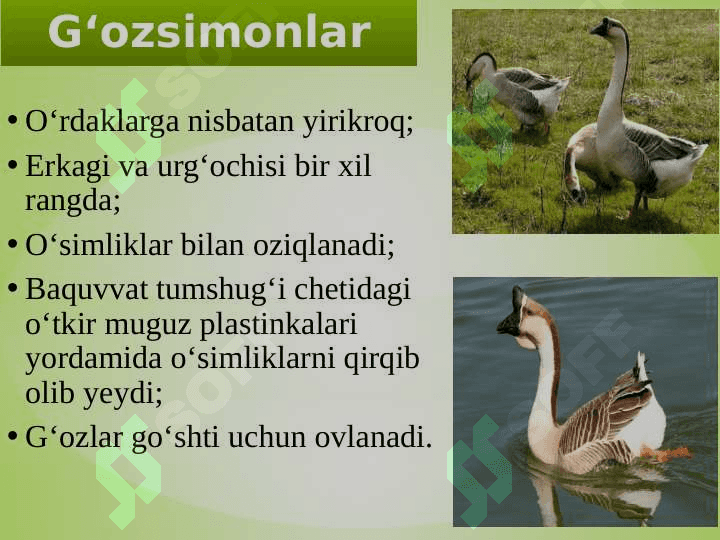 SUV  QUSHLARI, TUZILISHI  VA  HAYOT KECHIRISHI 5