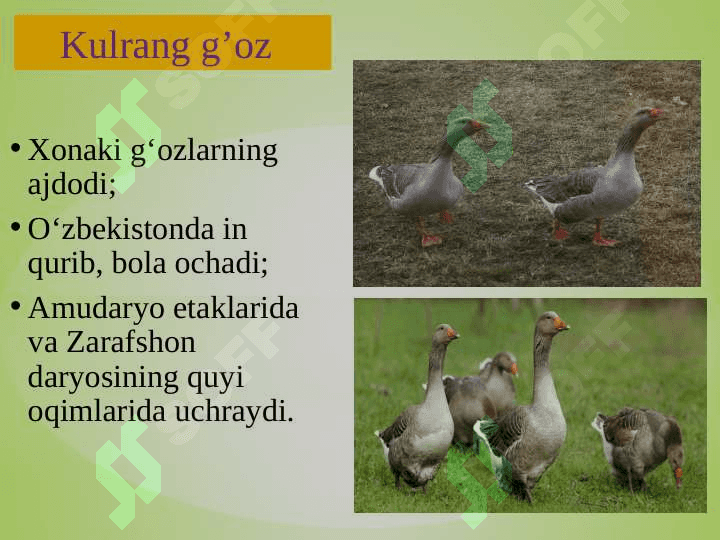 SUV  QUSHLARI, TUZILISHI  VA  HAYOT KECHIRISHI 6