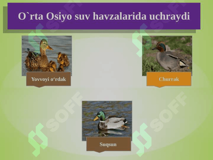 SUV  QUSHLARI, TUZILISHI  VA  HAYOT KECHIRISHI 8