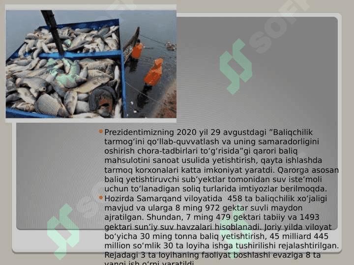 Baliqchilik,  uning iqtisodiy  ahamiyati. 8
