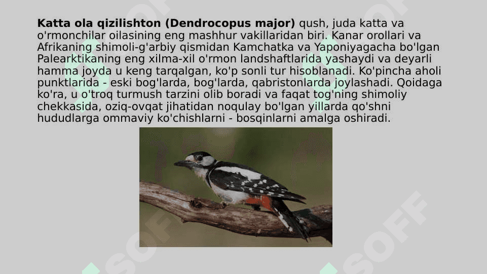 Hasharotxo`r qushlar, ularning tabiatda va inson hayotidagi o`rni 3