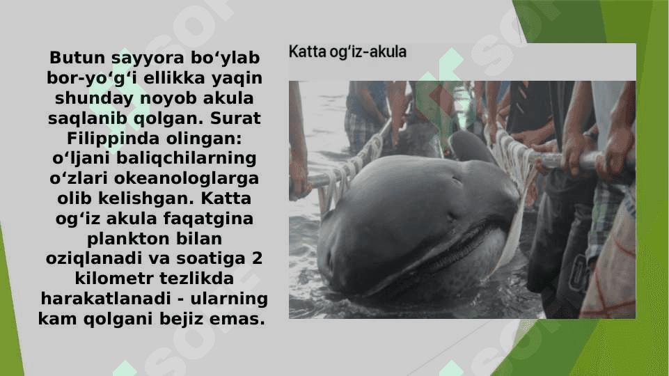 AKULALAR XILMA-XILLIGI VA AHAMIYATI 8