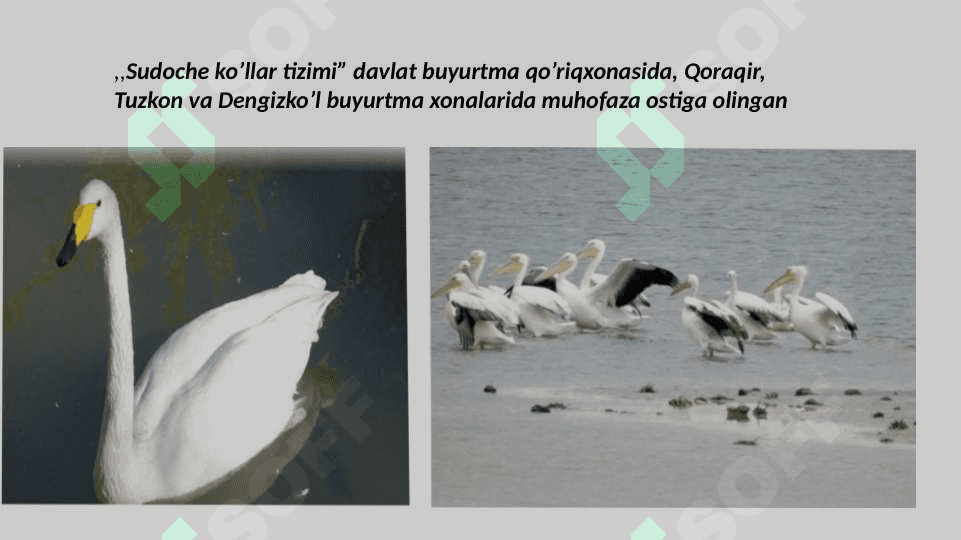 Noyob va soni kamayib borayotgan qushlar , ularni muhofaza qilish 3