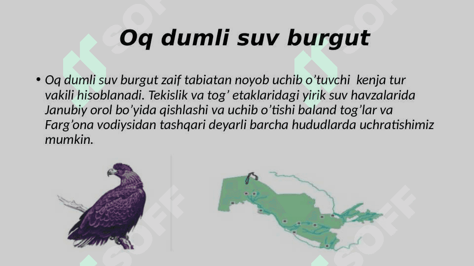 Noyob va soni kamayib borayotgan qushlar , ularni muhofaza qilish 4