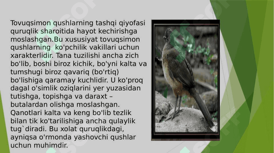 Tovuqsimonlar,asosiy turlarining hayoti. 3