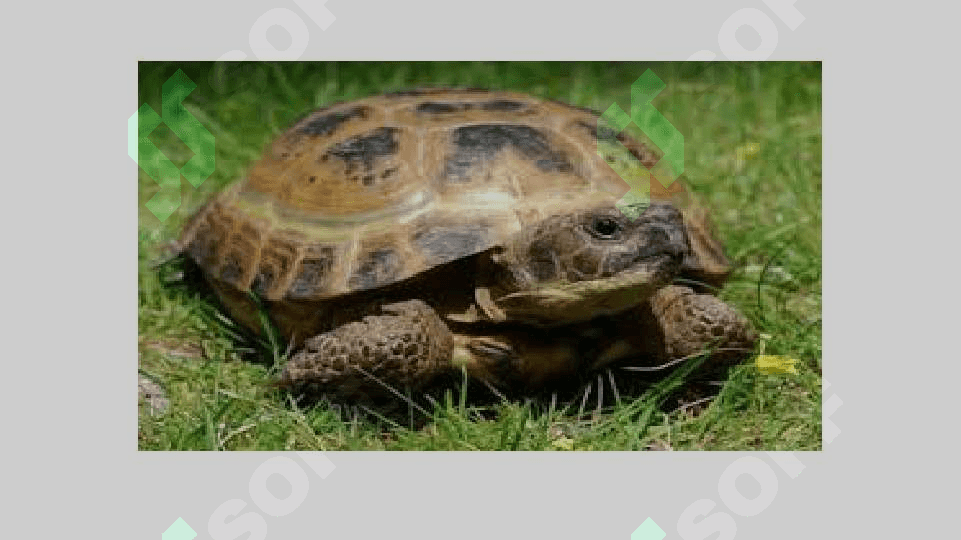 Toshbaqalar tuzulishining asasiy husussiyatlari,turlari,tarqalishi 4