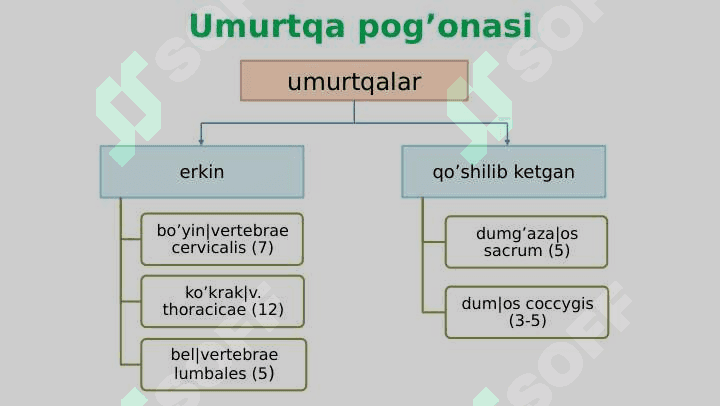 Umurtqalar 2