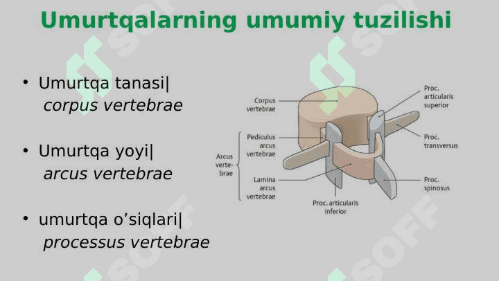 Umurtqalar 3