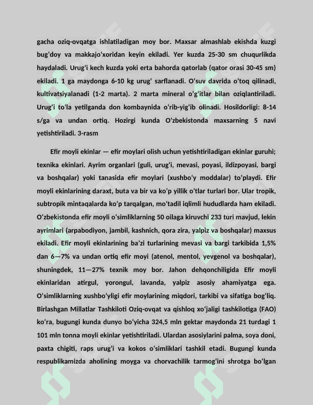 Efir moyli o'simliklarning morfologik hususiyatlari 5