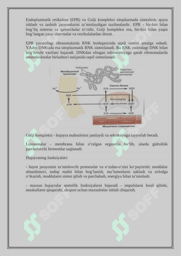 Hujayra patofiziologiyasi 3
