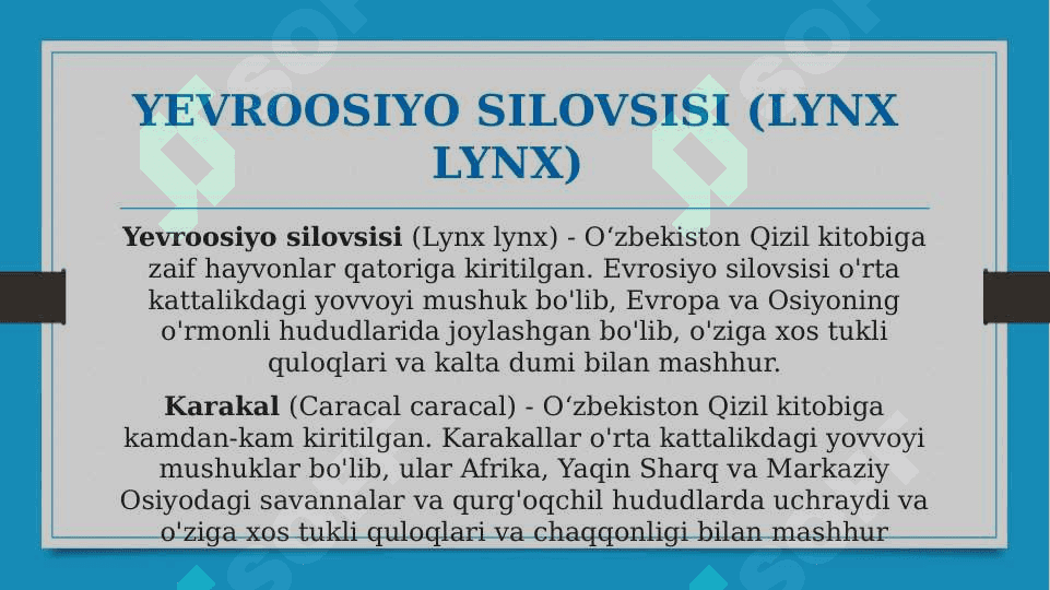 O’zbekiston qizil kitobiga kiritilgan mushuksimonlar oilasi vakillari 4