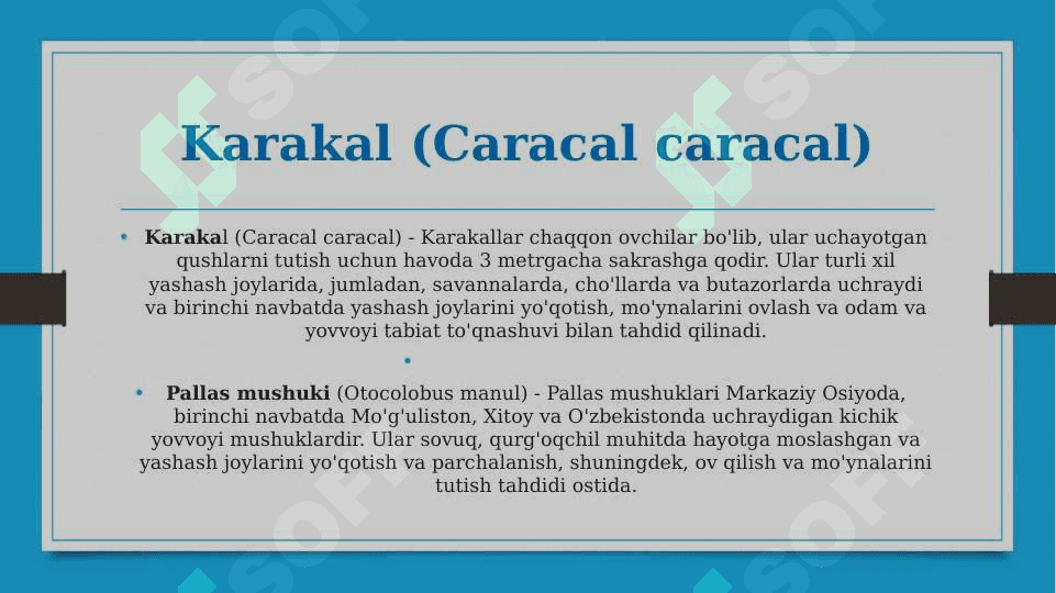 O’zbekiston qizil kitobiga kiritilgan mushuksimonlar oilasi vakillari 7