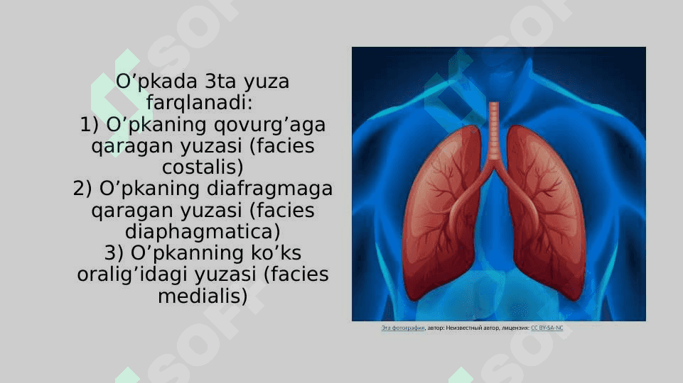 O’PKA KLINIK ANATOMIYASI 7