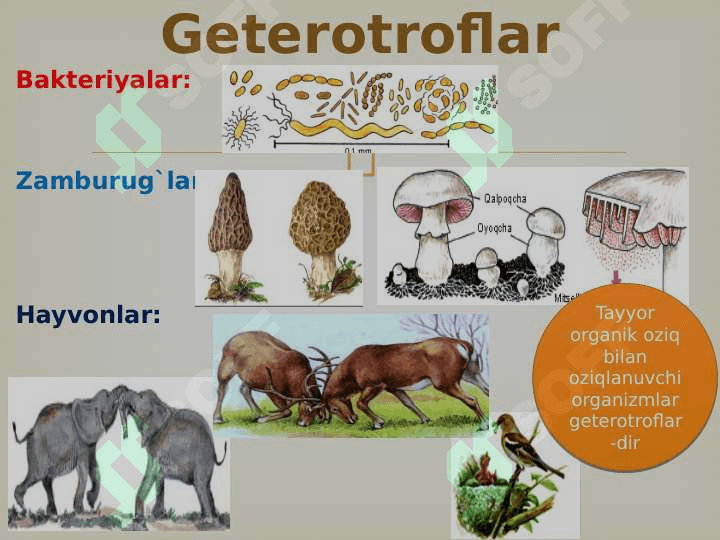 Tirik organizmlarning xususiyatlari 7