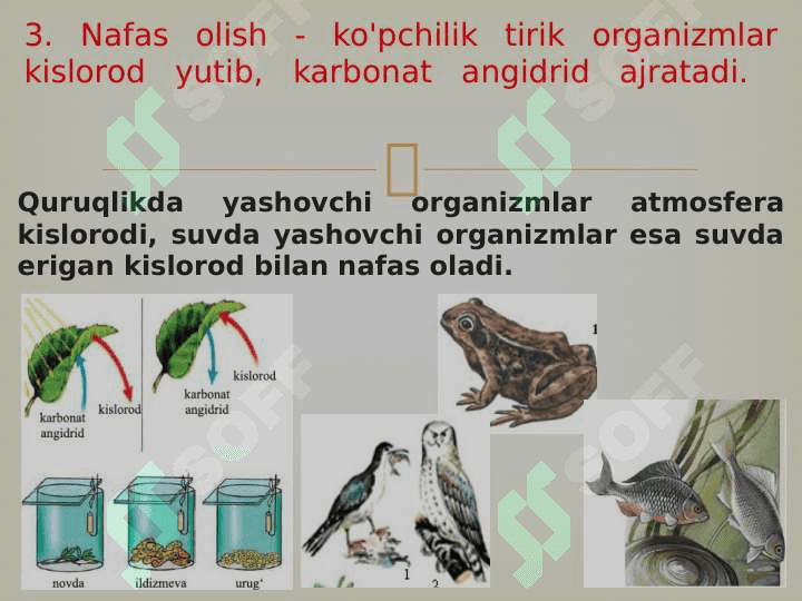 Tirik organizmlarning xususiyatlari 8