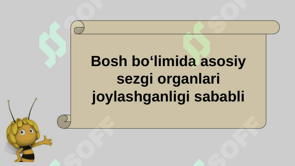 HAYVONLARNING TANA QOPLAMLARI VA HARAKAT ORGANLARI EVOLUTSIYASI 3
