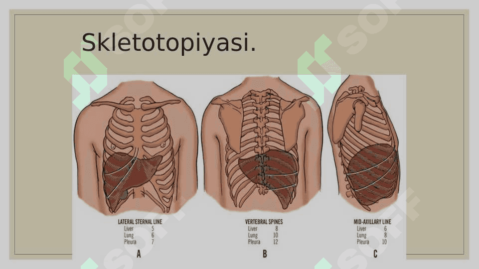 JIGAR, OSHQOZONOSTI BEZI, QORIN PARDA  ANATOMIYASI 6