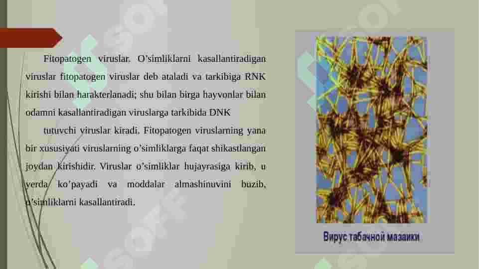 fitopatogen 2