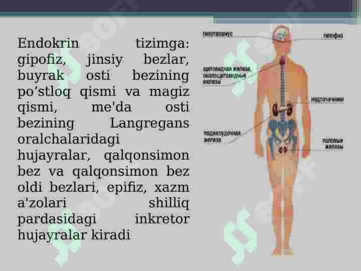 Gormonoidlar. Prostaglandinlar va ularning biologik xususiyatlari 3