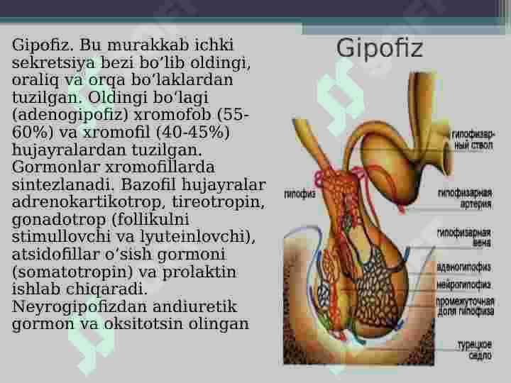 Gormonoidlar. Prostaglandinlar va ularning biologik xususiyatlari 4