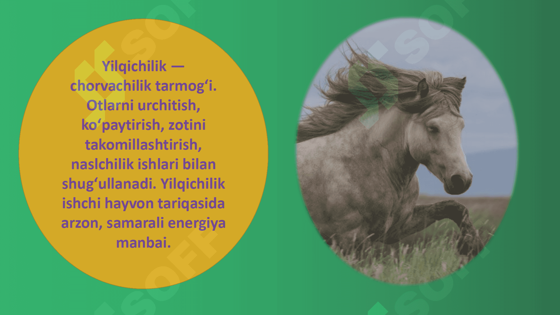 Yilqichilikni tashkil etish 2 2
