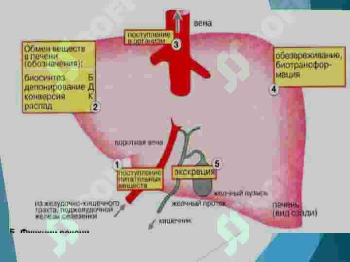 Jigar biokimyosi 5