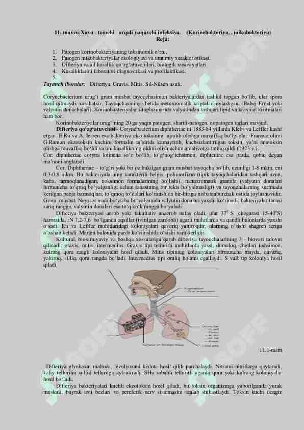 Xavo tomchi orqali yuquvchi infeksiyalar. Korinebakteriyalar. mikobakteriyalar