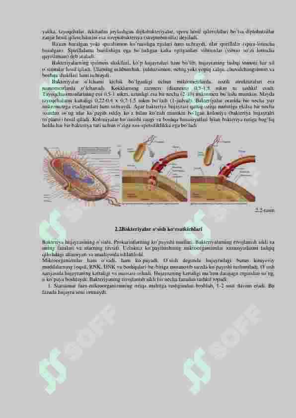 Bakteriyalarning fiziologiyasi: nafas olishi, oziqlanishi,Osishi kopayishi. Oziq muhitlari. 3