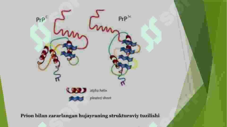 PRIONLARNI (ING.SO'Z PROYEINASEOUS INFEKTIOUS PARTISI-OQSILSIMON YUQUMLI BO'LAKCHA) AMALIYOTDAGI AHAMIYATI 4