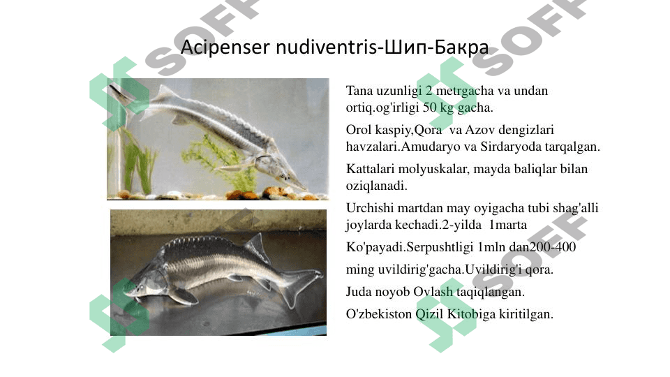 Amudaryo va orol dengizida uchrovchi baliqlar 1
