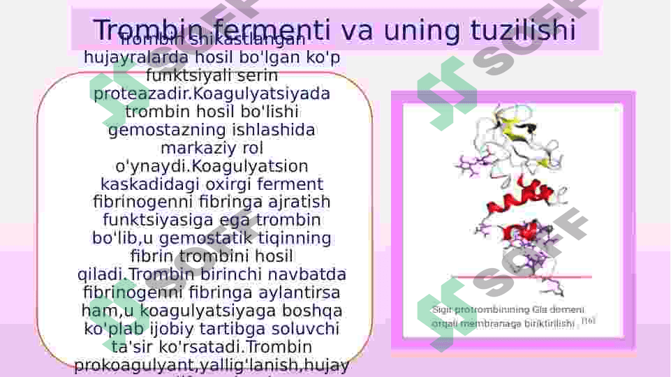 trombin fermenti 2