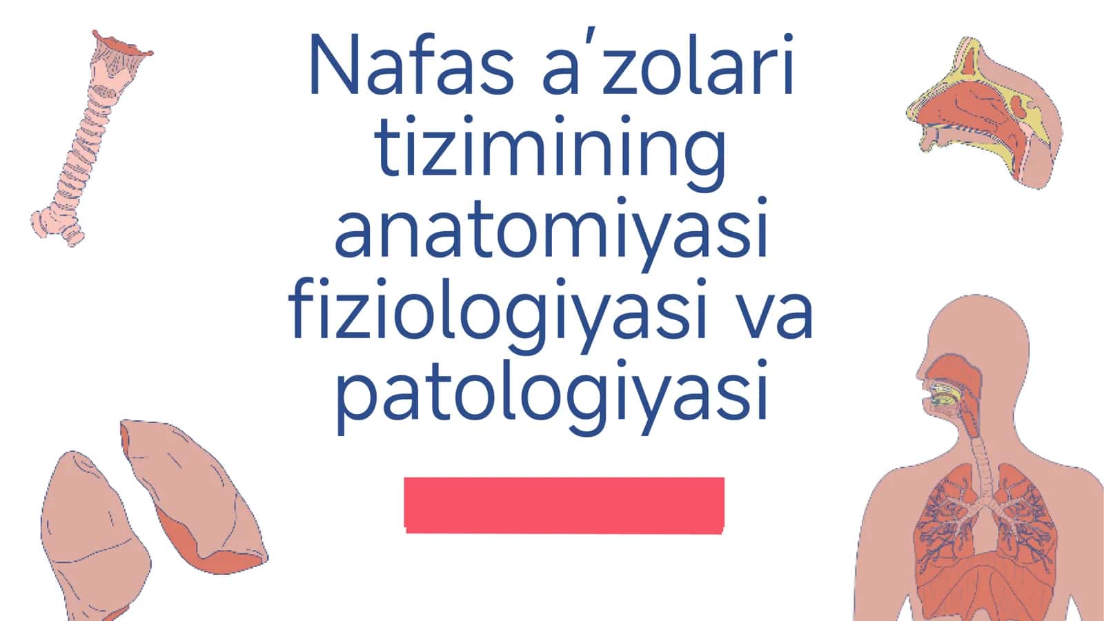 Nafas a’zolari tizimining anatomiyasi, fiziologiyasi va patologiyasi 1