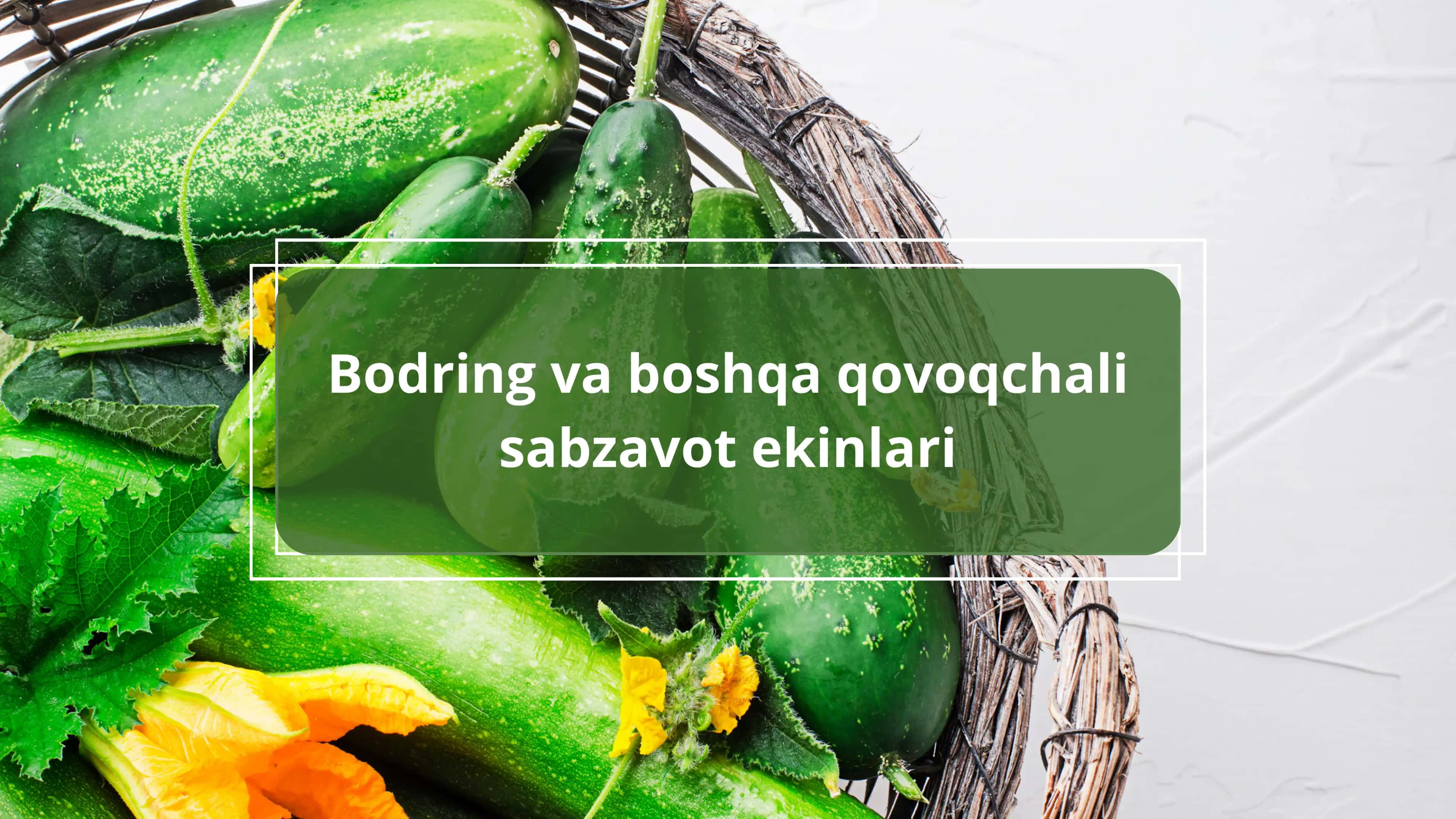 Bodring va qovoqchali sabzavot ekinlari 1