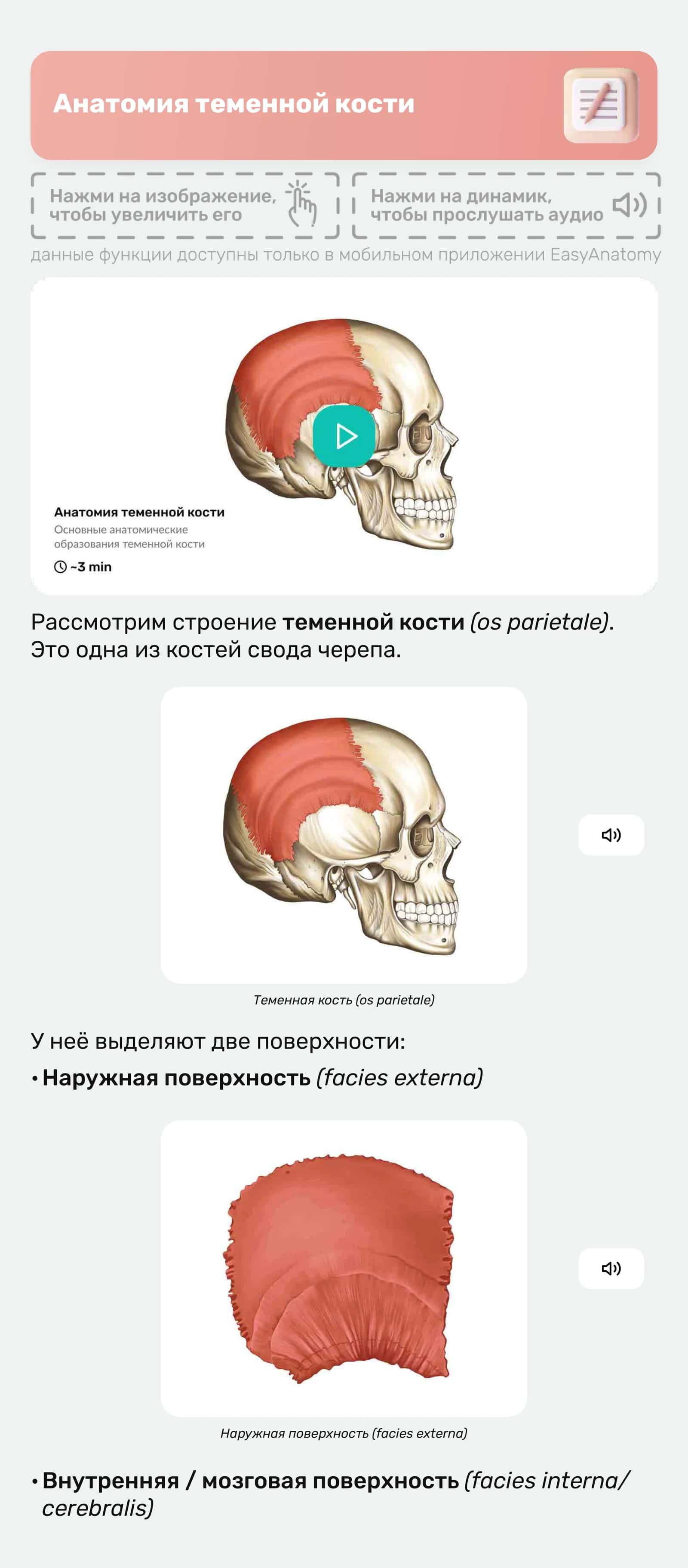 Анатомия теменной кости 1