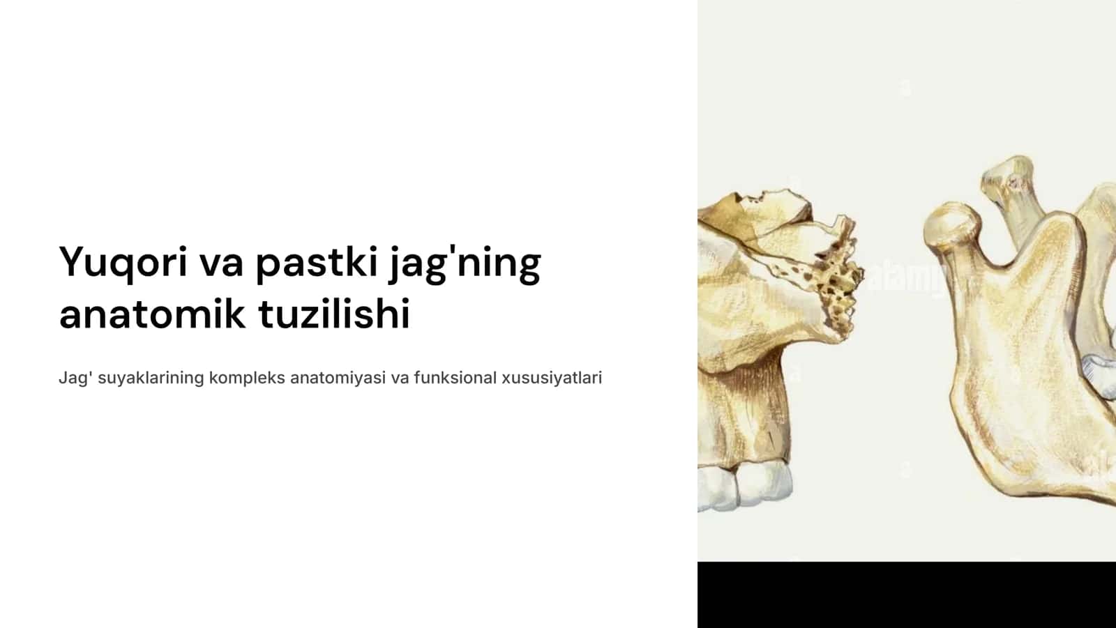 Yuqori va pastki jag‘ning anatomik tuzilishi. 1