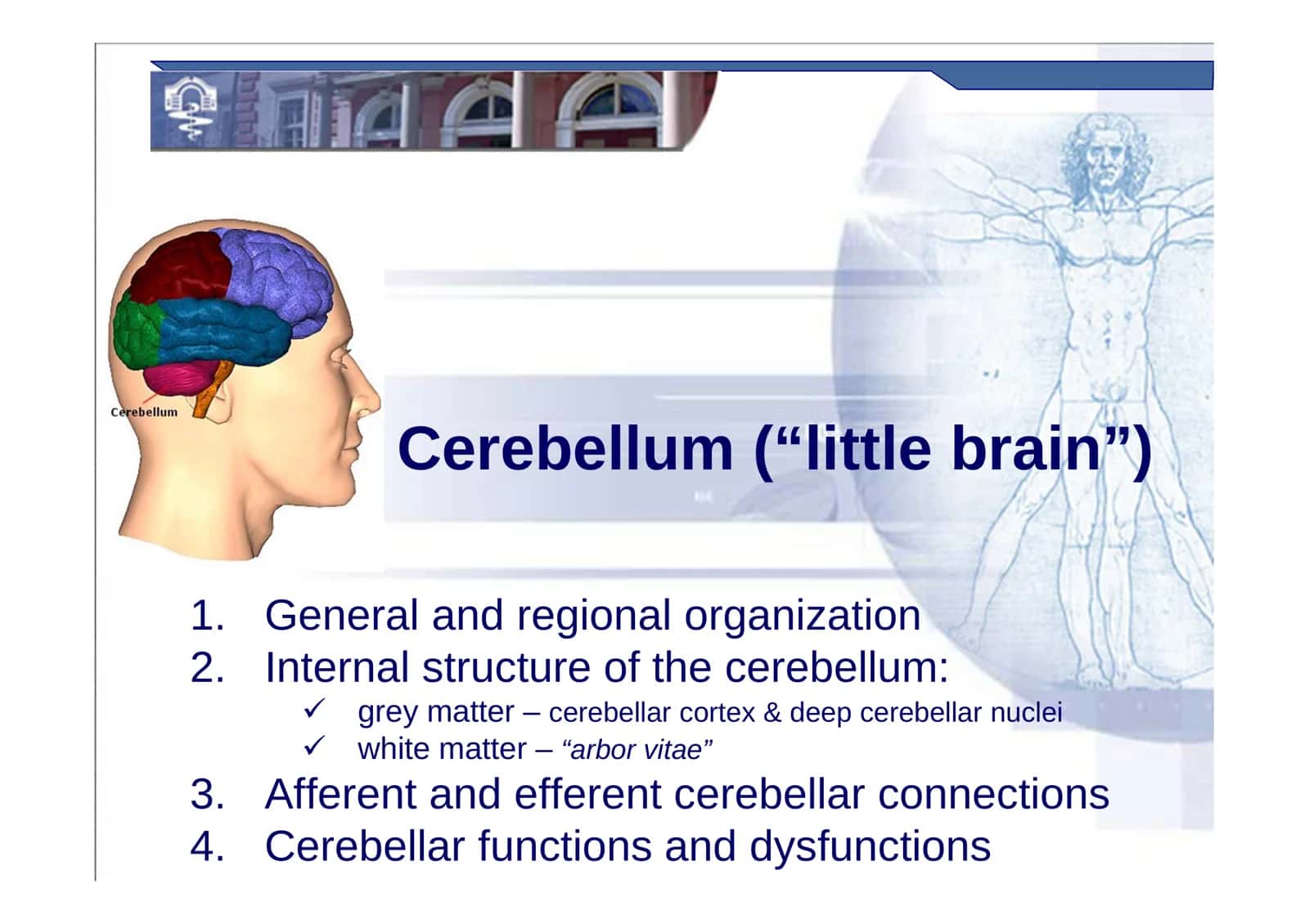 Cerebellum 1