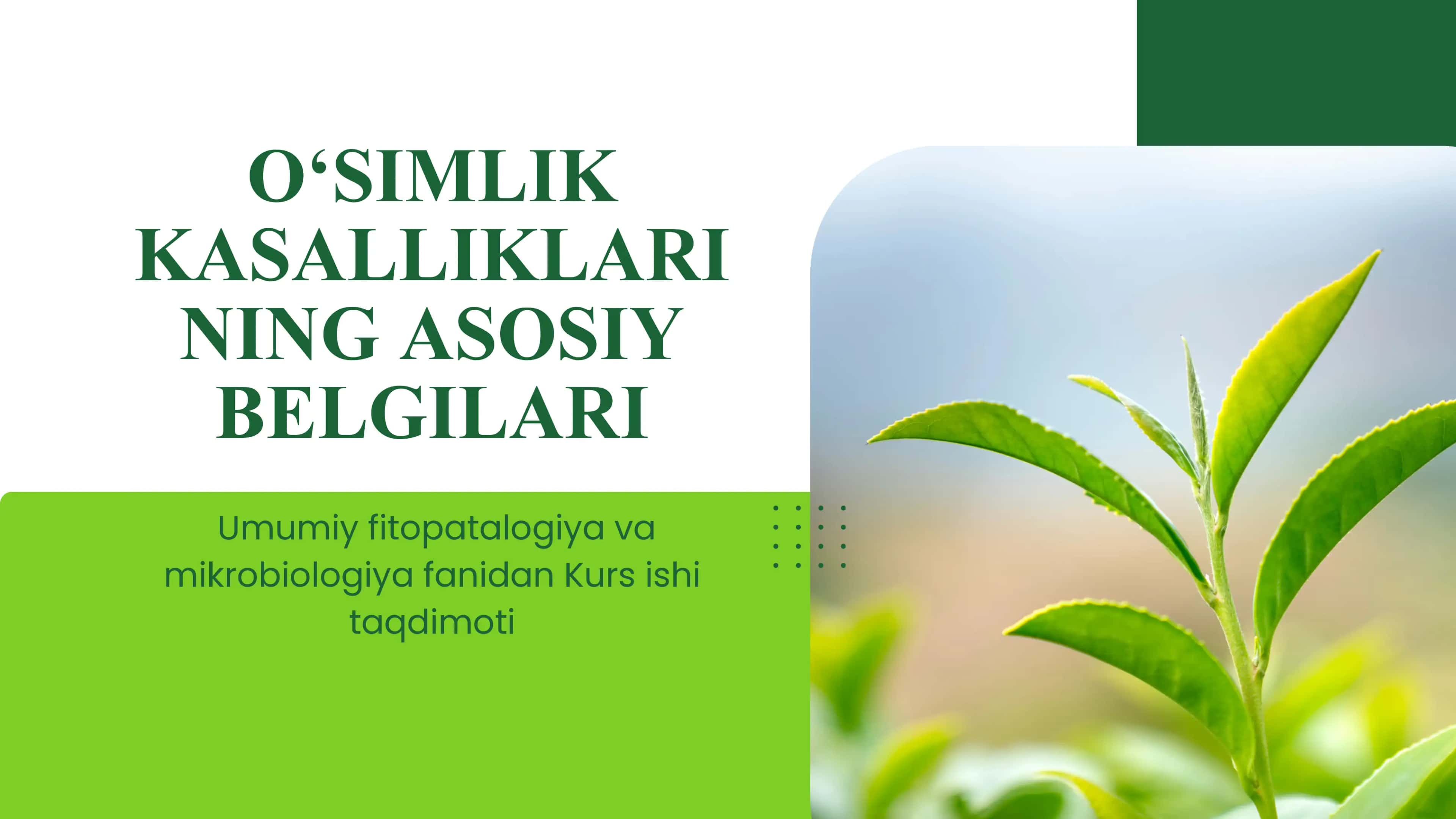 Oʻsimlik kasalliklar asosiy belgilari 1